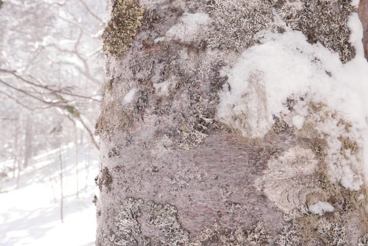 「北海道 層雲峽」 踩在山頂上的雪地登山體驗活動