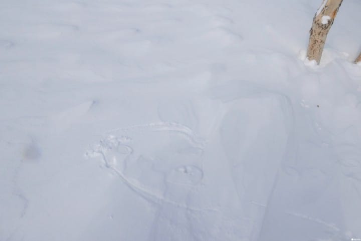 「北海道 層雲峽」 踩在山頂上的雪地登山體驗活動