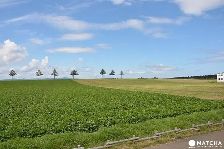 เที่ยวแดนเหนือ เยือนฮอกไกโดหน้าร้อน (Hokkaido)
