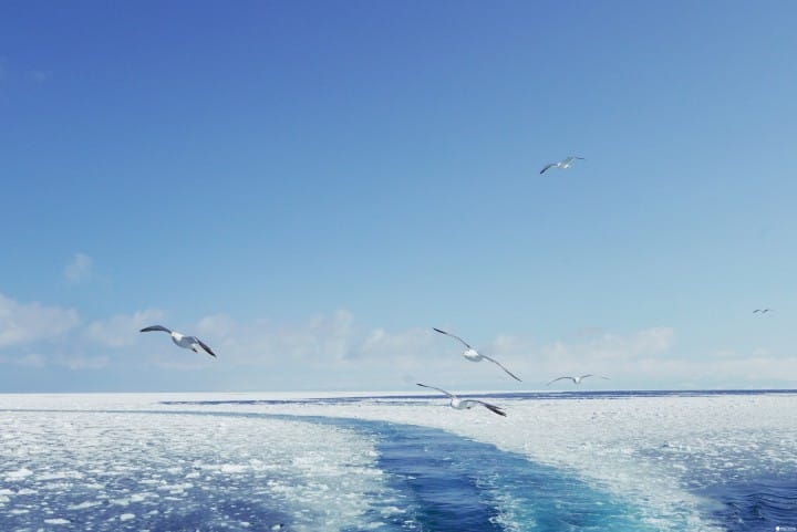 冬季北海道有什么好玩的!来去看世界奇景流冰。网走VS纹别 破冰船比一比