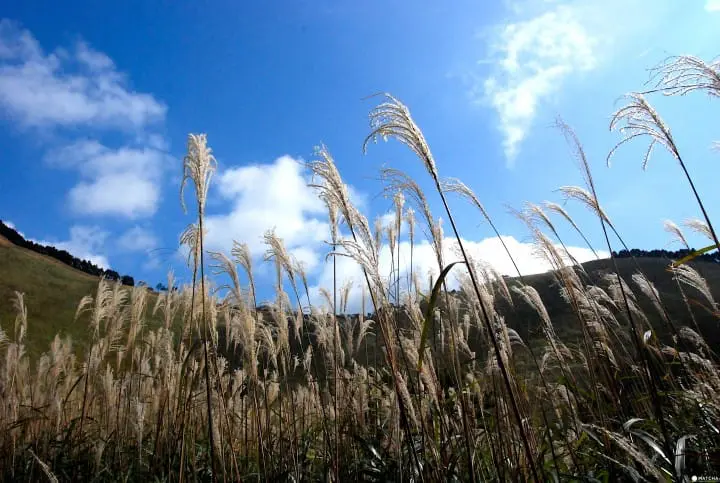 奈良隱藏版美景！曾爾高原晴空散策、舒壓泡溫泉