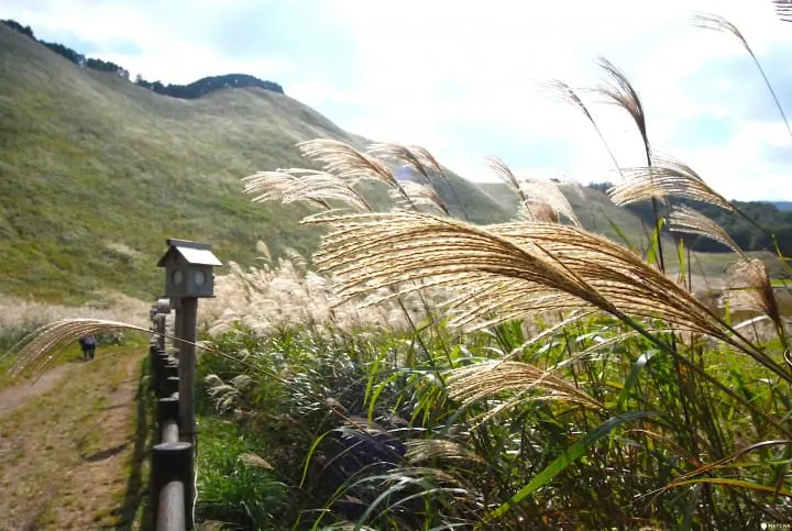 奈良隱藏版美景！曾爾高原晴空散策、舒壓泡溫泉