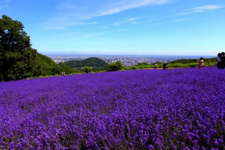 summer in Hokkaido