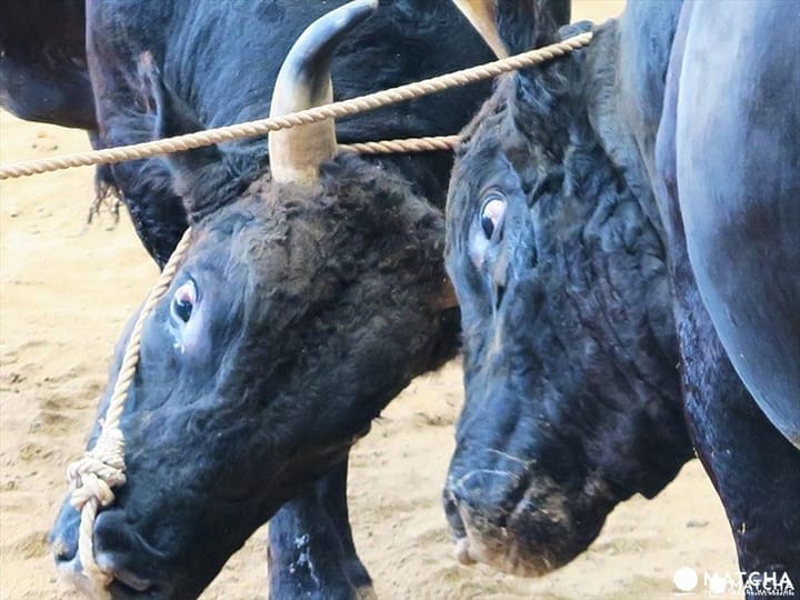 ไปดู 「ชนวัว」ที่เมืองโอกิ ประเพณีเก่าแก่กว่า 800 ปีของญี่ปุ่น