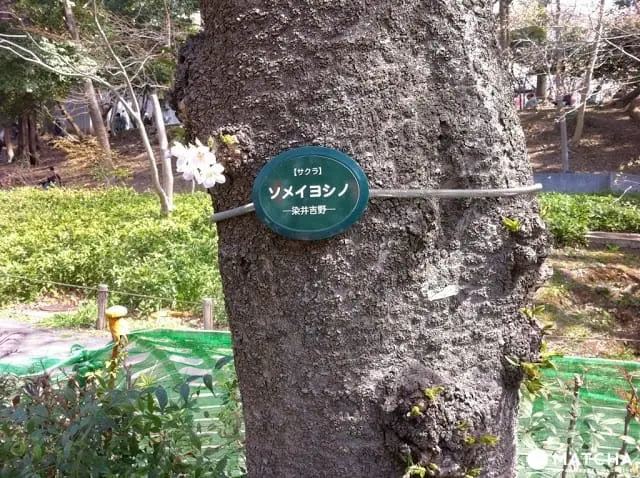 歴史ある街石川県・金沢市で桜を堪能しよう。金沢の桜スポットまとめ