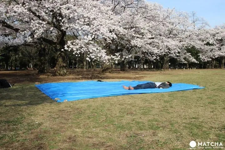 歴史ある街石川県・金沢市で桜を堪能しよう。金沢の桜スポットまとめ