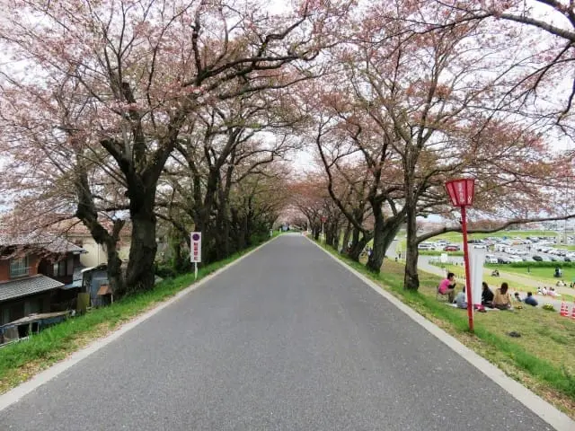 歴史ある街石川県・金沢市で桜を堪能しよう。金沢の桜スポットまとめ