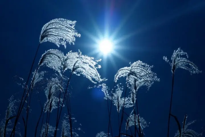 健精神！你聽過這些日本秋天的「季語」與「風物詩」嗎 ？