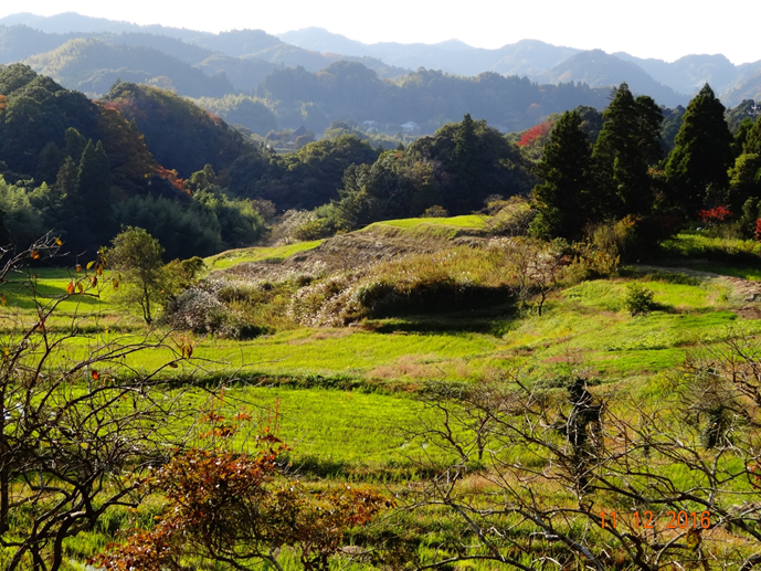Want to Adopt an 800 year old rice paddy and help perserve rural Japan?