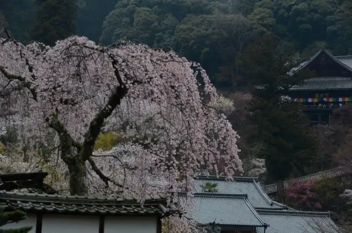 鎌倉・桜の花見