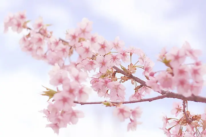 鎌倉・桜の花見