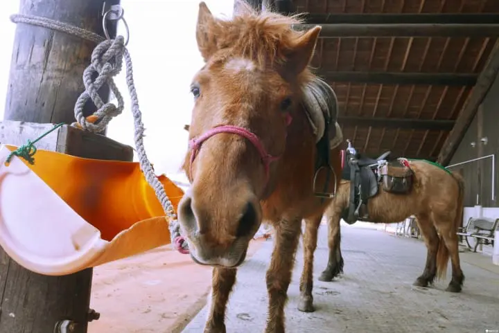 冬季北海道有什么好玩的！无经验也能体验无系绳雪地驾马