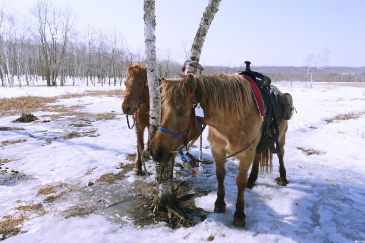 冬季北海道有什么好玩的!无经验也能体验无系绳雪地驾马