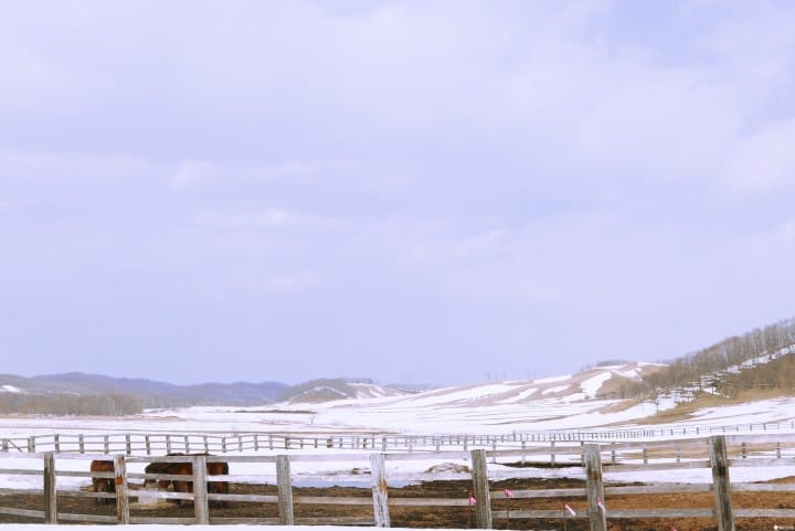 冬季北海道有什么好玩的!无经验也能体验无系绳雪地驾马