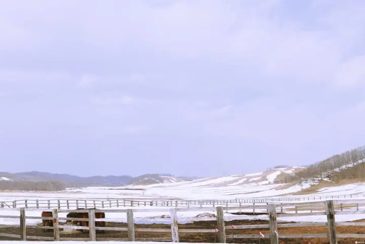 冬季北海道有什么好玩的！无经验也能体验无系绳雪地驾马