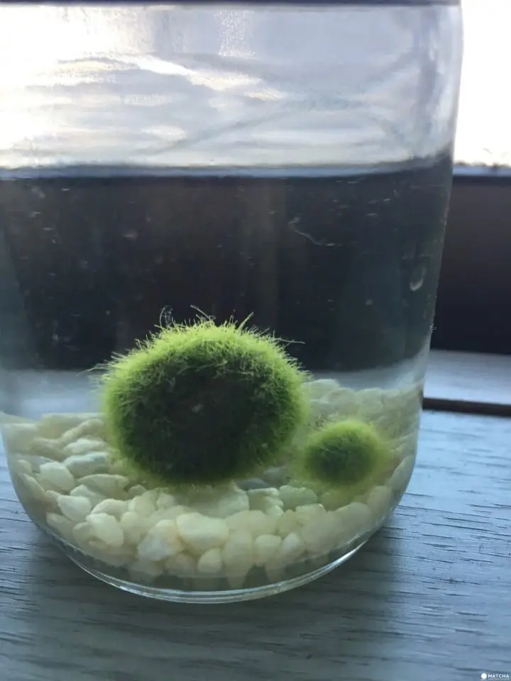 A Truly Unique Souvenir From Japan: Marimo