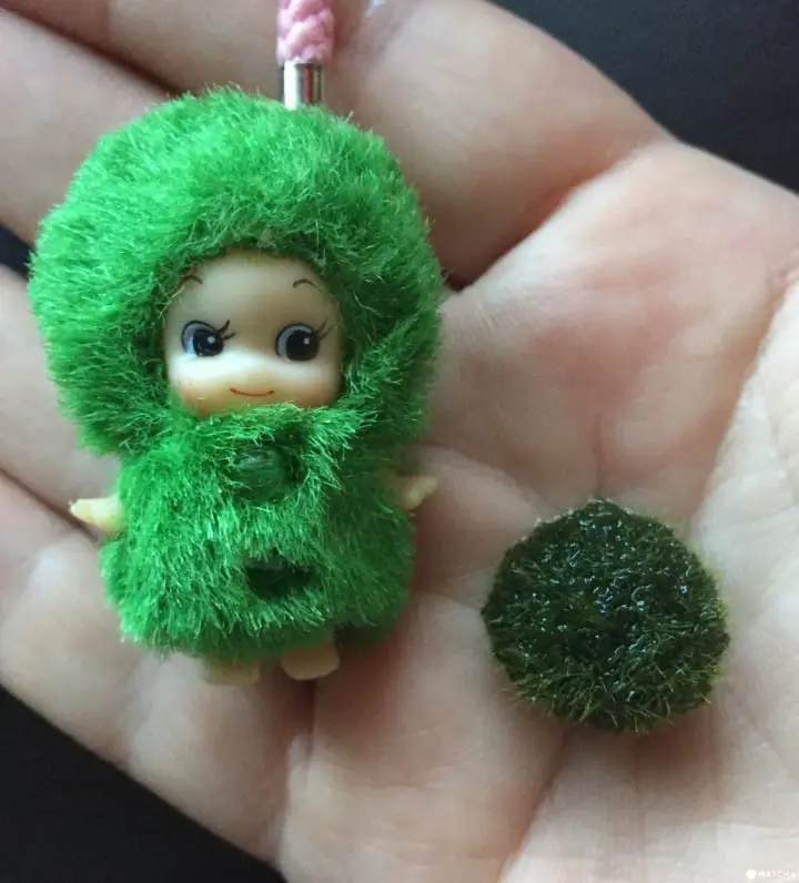 A Truly Unique Souvenir From Japan: Marimo