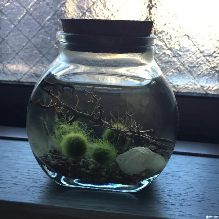 A Truly Unique Souvenir From Japan: Marimo