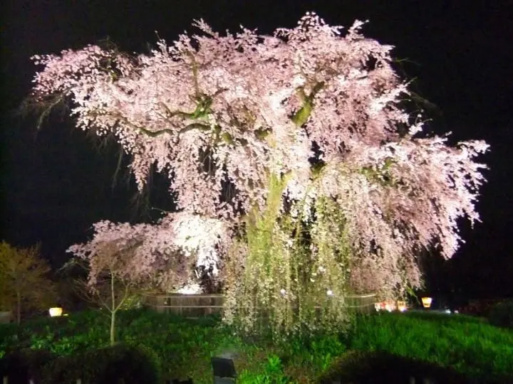 【SAKURA】京都の桜を満喫！花見のベストスポットと楽しむためのヒント