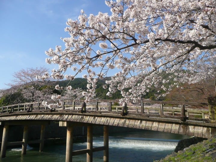 【SAKURA】京都の桜を満喫!花見のベストスポット之楽しむためのヒント