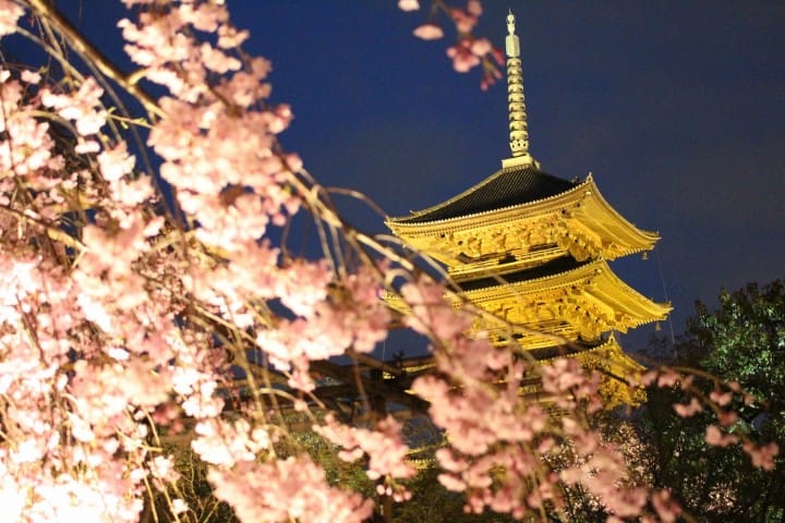 【SAKURA】京都の桜を満喫!花見のベストスポット之楽しむためのヒント