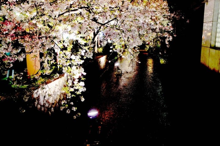 15 Best Cherry Blossom Viewing Spots in Kyoto!