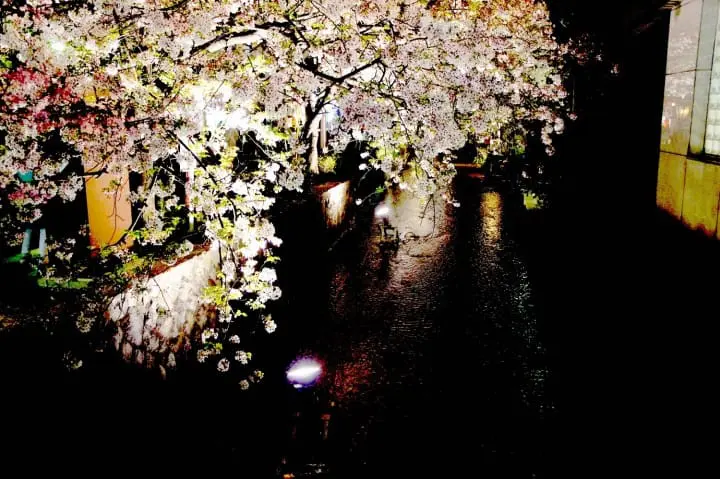 【SAKURA】京都の桜を満喫！花見のベストスポットと楽しむためのヒント