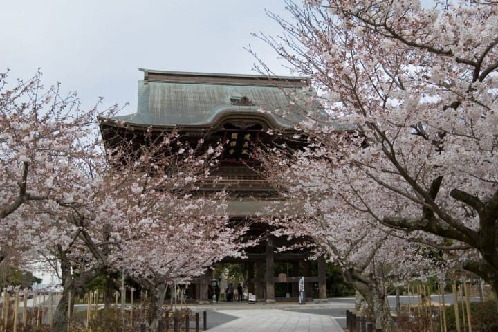 鎌倉の花見スポット10選(高徳院、長谷寺、鶴岡八幡宮、建長寺ほか)