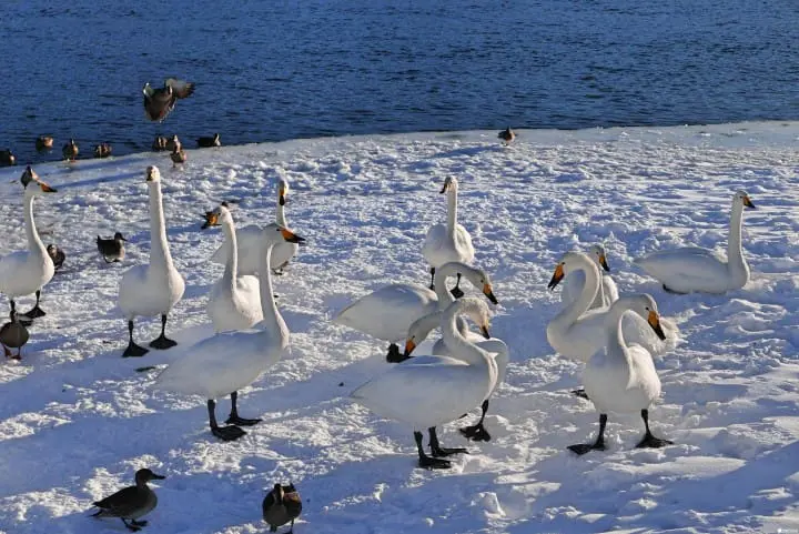 「北海道 十勝」今冬必泡的十勝川溫泉美人湯