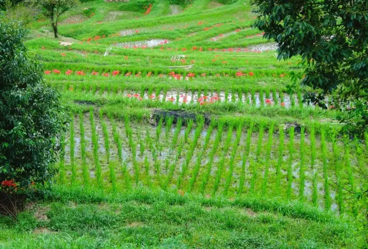 Want to Adopt an 800 year old rice paddy and help preserve rural Japan?