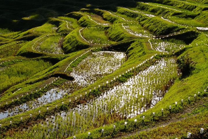 Want to Adopt an 800 year old rice paddy and help preserve rural Japan?