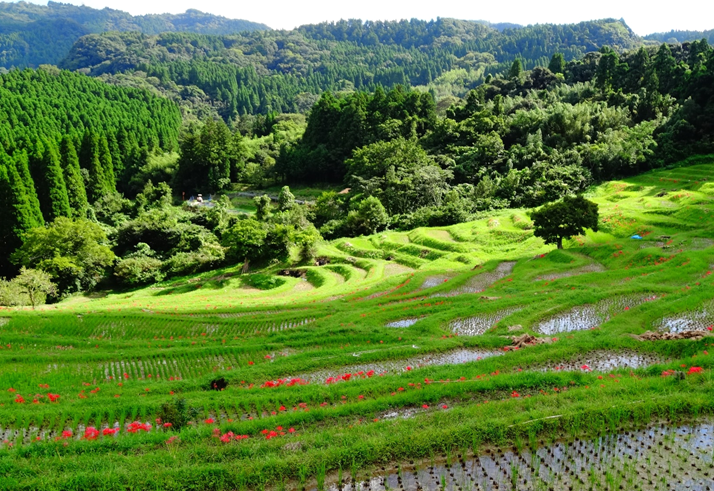 Want to Adopt an 800 year old rice paddy and help preserve rural Japan?