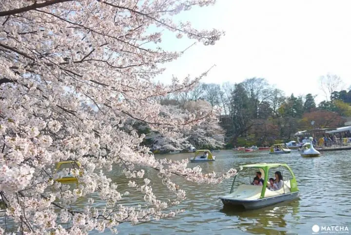 『一人旅』一個人也可以玩的好好的東京推薦景點