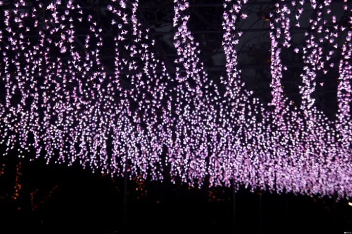 「日本夜景遺産」認定、全國點燈秀排行榜第一名：足利花卉公園