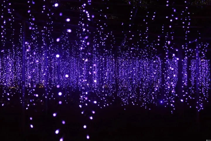 「日本夜景遺産」認定、全國點燈秀排行榜第一名：足利花卉公園