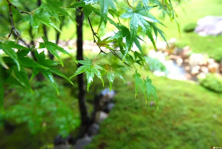 眺望京都新景点 跃上东山的青龙殿 