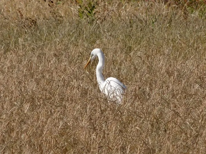 A 260-year old local brewery producing sacred sake for Meiji Shrine and diversifying for the future