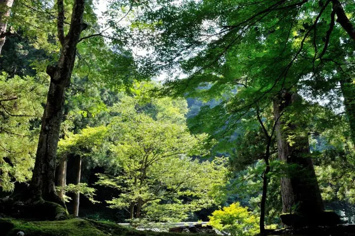 Visiting Eiheiji, A Zen Buddhist Temple In Fukui Prefecture