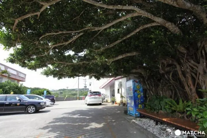 Pemandagangan Laut yang Mengagumkan dan Okinawa Soba yang Terkenal dari “Kunnatō”