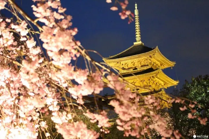 京都の桜を満喫！花見のベストスポット15と楽しむためのヒント