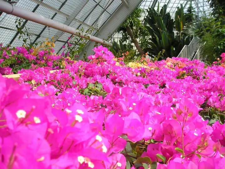 Hakodate Tropical Botanical Garden