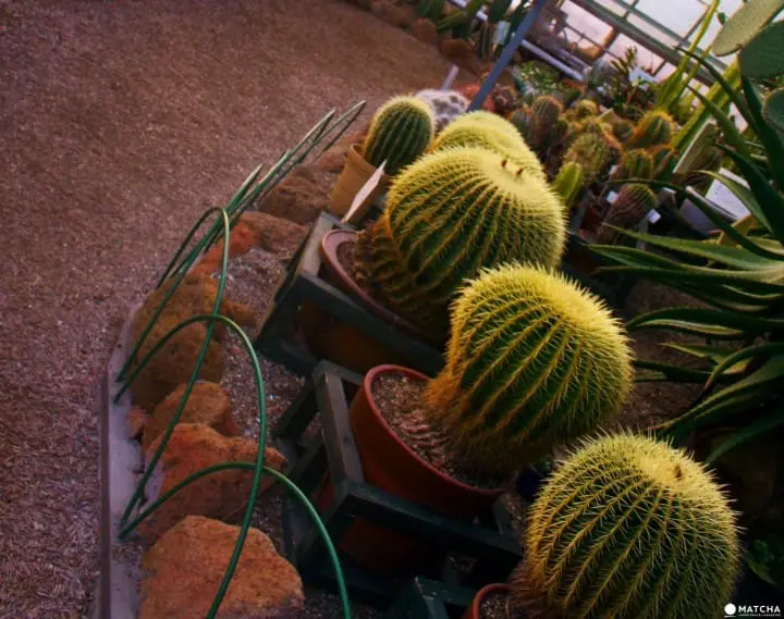 Hakodate Tropical Botanical Garden
