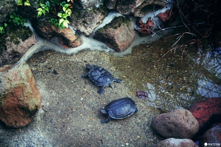 Hakodate Tropical Botanical Garden
