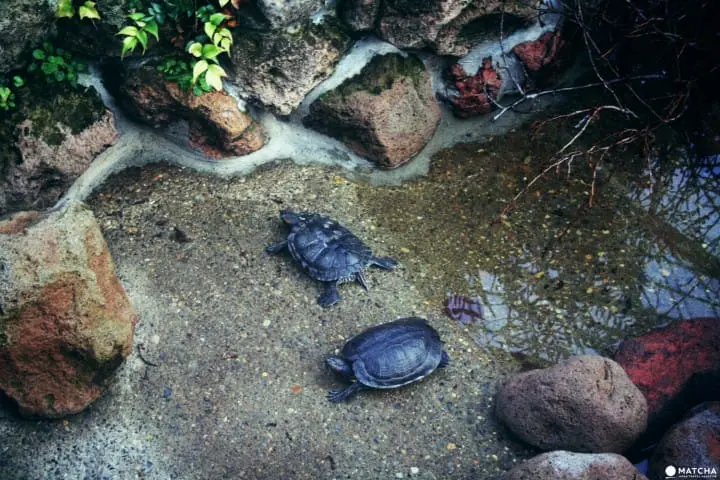 Hakodate Tropical Botanical Garden