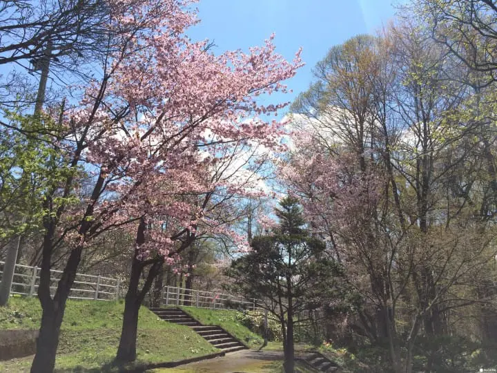 仙境般的秘境鳥沼公園
