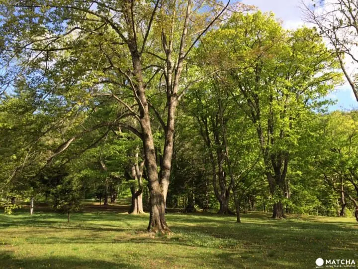 北海道秘境大公開『鳥沼公園』宛如置身飄渺仙境