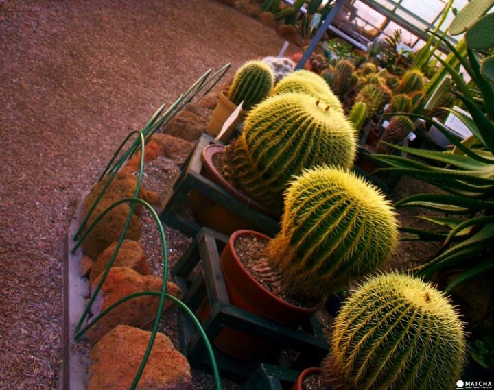 Viewing Exotic Plants in Winter?! Hakodate Tropical Botanical Garden
