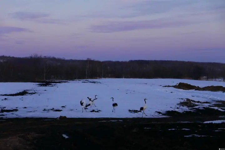 往最美丽村庄前进！丹顶鹤故乡“鹤居村”旅行计划