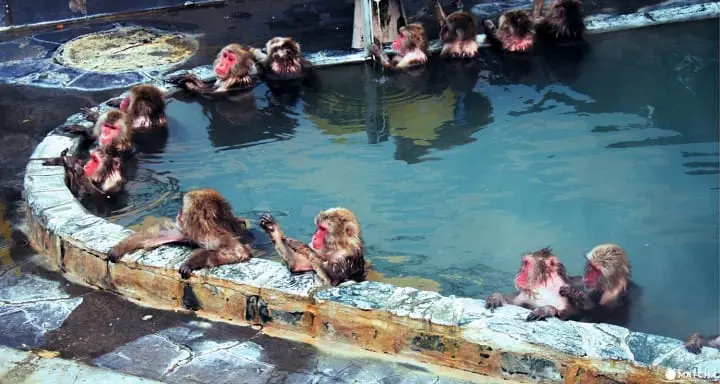 Hakodate Snow Monkeys - Say hello to the city's happy bathing monkeys