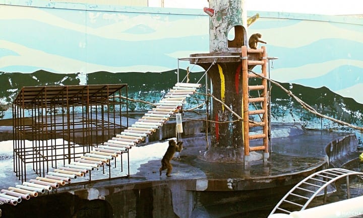 Hakodate Snow Monkeys - Say hello to the city's happy bathing monkeys